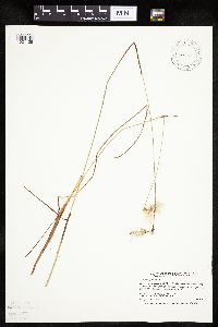 Eriophorum gracile image
