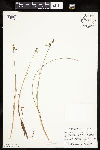 Eriophorum gracile image