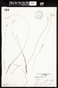Eriophorum gracile image