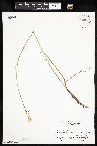 Eriophorum gracile image