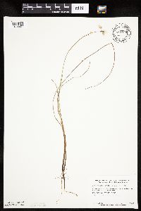 Eriophorum gracile image