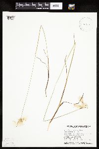 Eriophorum gracile image