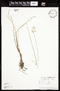 Eriophorum gracile image