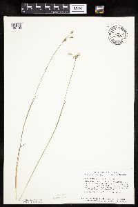 Eriophorum gracile image