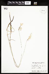 Eriophorum gracile image