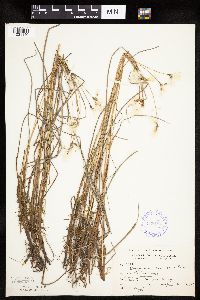 Eriophorum gracile image