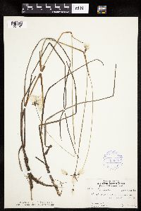 Eriophorum gracile image