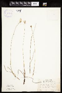 Eriophorum gracile image