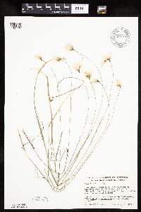 Eriophorum gracile image