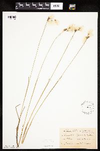 Eriophorum gracile image