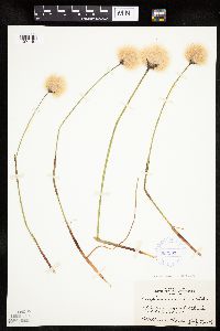Eriophorum scheuchzeri image