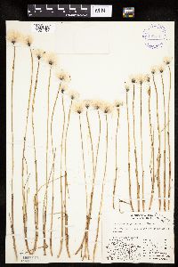 Eriophorum scheuchzeri image