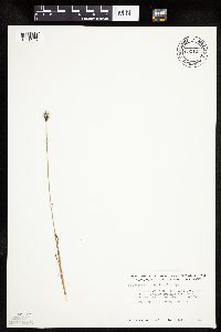 Eriophorum scheuchzeri image