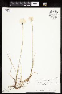 Eriophorum scheuchzeri image
