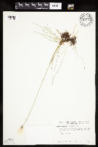Eriophorum scheuchzeri image