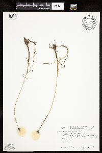 Eriophorum scheuchzeri image