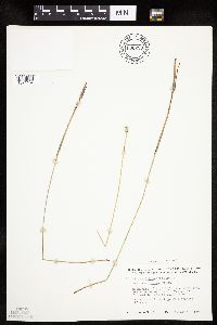 Eriophorum scheuchzeri image