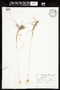 Eriophorum scheuchzeri image