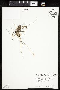 Eriophorum scheuchzeri image