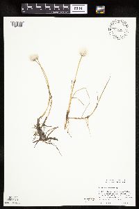Eriophorum scheuchzeri image