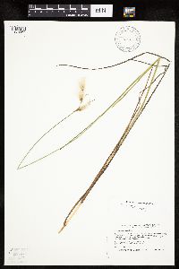 Eriophorum tenellum image