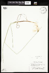 Eriophorum tenellum image