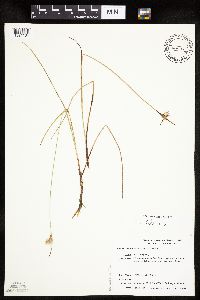 Eriophorum tenellum image