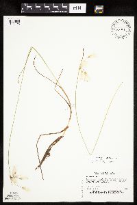 Eriophorum tenellum image