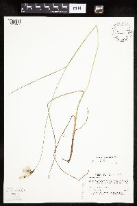 Eriophorum tenellum image