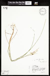 Eriophorum tenellum image