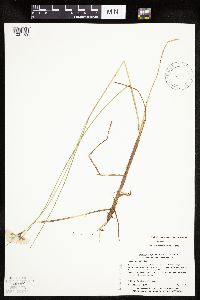 Eriophorum tenellum image