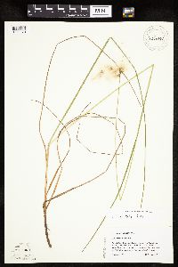 Eriophorum tenellum image