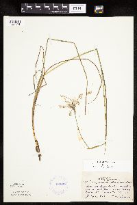 Eriophorum tenellum image