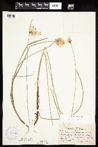 Eriophorum tenellum image