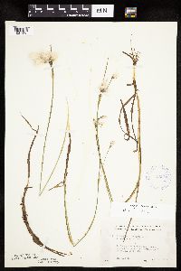 Eriophorum tenellum image