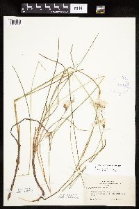 Eriophorum tenellum image