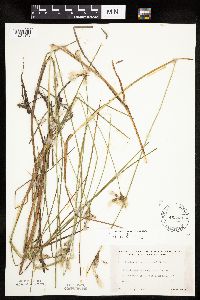 Eriophorum tenellum image