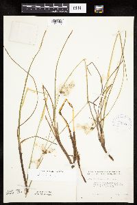 Eriophorum tenellum image