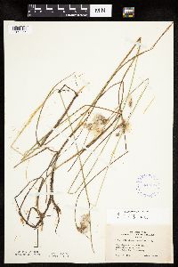 Eriophorum tenellum image