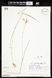 Eriophorum tenellum image