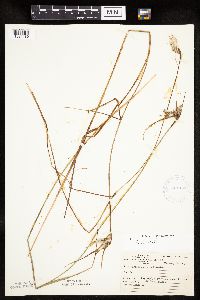 Eriophorum tenellum image