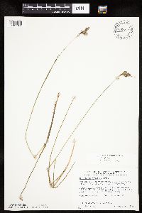 Eriophorum tenellum image