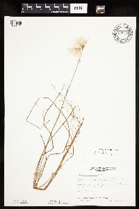 Eriophorum tenellum image