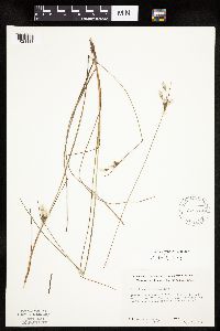 Eriophorum tenellum image