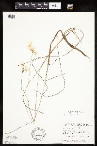 Eriophorum tenellum image