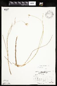 Eriophorum tenellum image