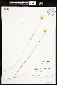 Eriophorum tenellum image
