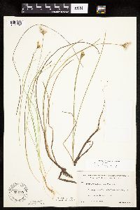 Eriophorum tenellum image