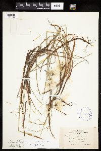 Eriophorum tenellum image