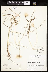 Eriophorum tenellum image